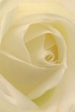 This intimate image draws you deep into the silken folds of a cream-white rose, echoing the warmth and artistry found in the florist studios of Deptford. The petals unfurl in a mesmerizing spiral, their softness almost tangible-suggesting the hush of a dewy morning on the banks of the Thames. Gentle, pale ivory tones merge with subtle shadows, adding serenity and quiet complexity to the overall composition. Here, peace finds its visual form, evoking moments of contemplation, new beginnings, or reverence for treasured memories in Deptford's vibrant neighborhoods. A local florist would view this rose as the epitome of heartfelt expression-whether extending sympathy, admiration, or commemorating transitions within the community. The suggestion of a sweet, subtle fragrance lingers unseen, much like memories carried on a fresh breeze. This flower's intimate beauty and skilled arrangement capture the enduring spirit of Deptford and the artistry behind every thoughtfully delivered bouquet.